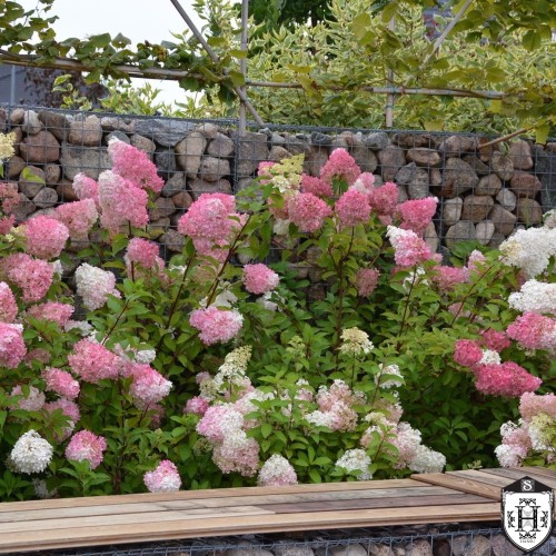 Hydrangea paniculata 'Vanille Fraise' - Aedhortensia 'Vanille Fraise' С2/2L
